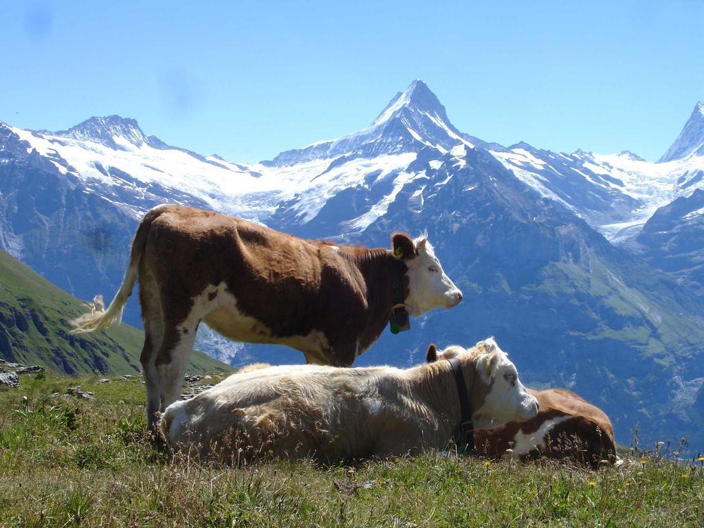 Beim See Grindelwald Luaran gambar